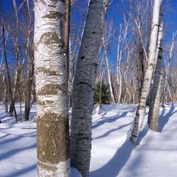 Bouleau à papier / Betula papyrifera